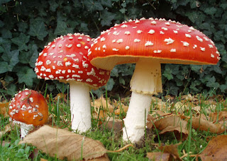 La Magia dei Funghi